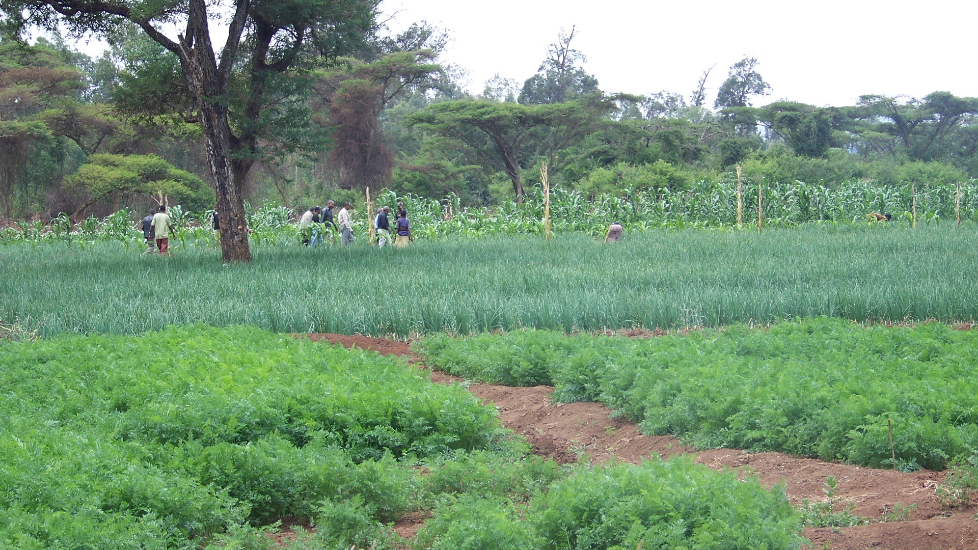cheha 047